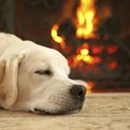 犬にとってNGな『暖…