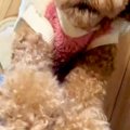 『服を着替えただけ…