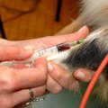 犬のALPが高い原因は…