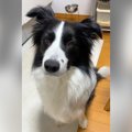 犬の瞳から完全に光…