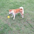 柴犬と散歩/適切な距…