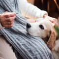 犬が老犬になる前に…