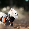 冬にやりたい犬の散…