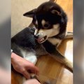 嫌がる犬の足を拭い…