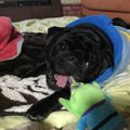愛犬の取扱説明書（…