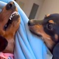 ママのお腹の上を巡…