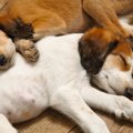 なぜ犬はお腹を触ら…