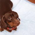犬に買ってはいけな…
