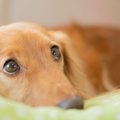 睡眠から読み取る犬…