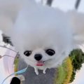 360度カメラを『犬に…