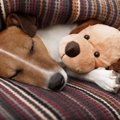 なぜ犬はぬいぐるみ…