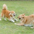 犬同士でする愛情表…