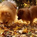 犬が『銀杏を拾い食…