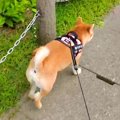 散歩中の犬に『家ま…