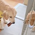 弟犬の前でおやつを…