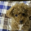 興奮している犬を落…