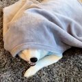 犬に目隠しをしてい…