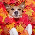 保護犬の譲渡率をア…