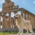 犬の『ウンチ』から…