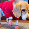 犬に初めて『靴下』…