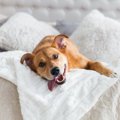 犬と一緒に寝るのは…