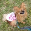 犬に服を着せるのは…