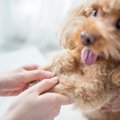 愛犬が耳を掻く、手…