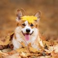 犬にとって危険な『…
