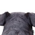 『耳が悪い犬』が見…