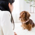 犬が飼い主に『話し…