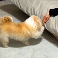 犬のおやつを手に持…