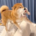 犬が『出張から帰っ…