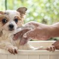 犬にやりすぎな『NG…