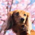 春はワンコの身体を…