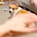 犬の目の前で空気を…