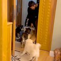 柴犬たちが大好きな…