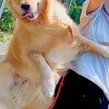 お散歩中の大型犬→楽…