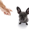 犬を叱る時に必ず意…