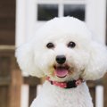 茨城の犬カフェおす…