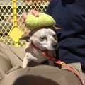 人間不信の犬に「フ…