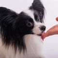 犬が『飼い主の手を…