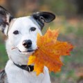 犬が食べてはいけな…