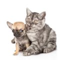 猫がいる家に子犬を…