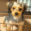 生後6ヶ月の子犬→『…