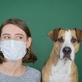 犬はマスクを着けた…