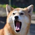 犬がストレスを感じ…