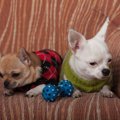 小型犬や子犬のため…
