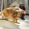 犬の恐怖を軽減する…