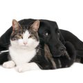 【犬vs猫】足が速い…