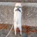 海岸へ行った犬が『…